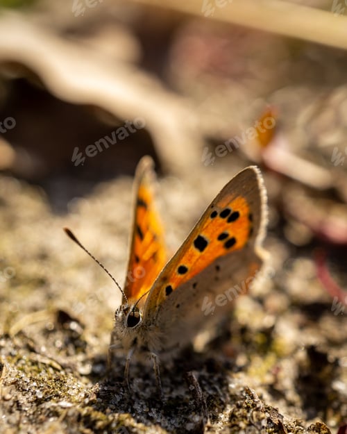Preview: A Vertical Shot Of A Butterfly With Orange Wings