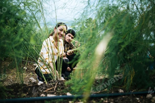 Preview: Young Farmer Couple Harvest Fresh Asparagus With Hand Together Put Into The Basket.
