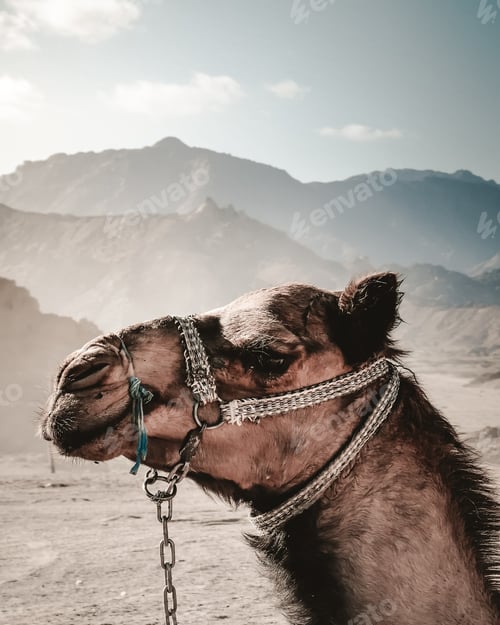 Preview: A Vertical Shot Of A Camel In A Desert Surrounded By Hills Under The Sunlight