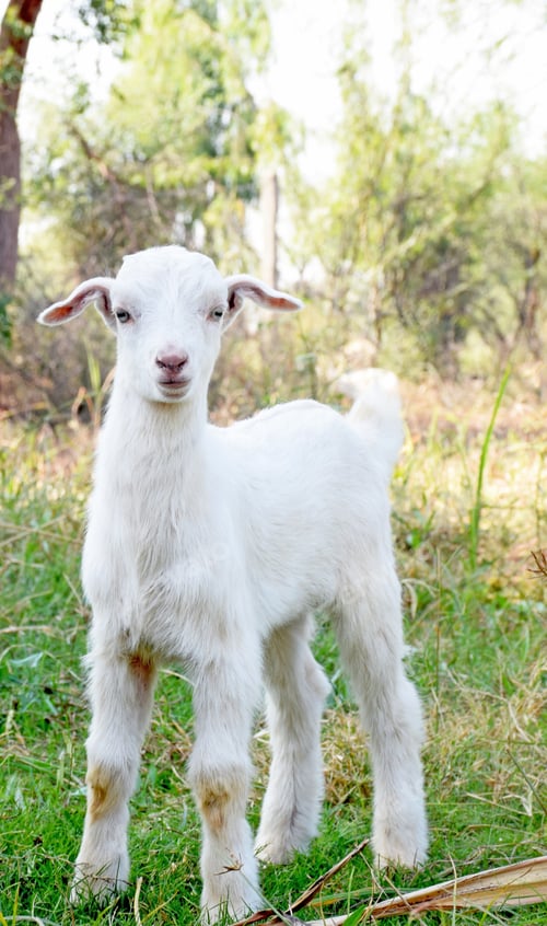 Preview: A Cute Little White Goat In The Field