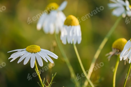 Preview: A Closeup Shot Of Daisy Flowers