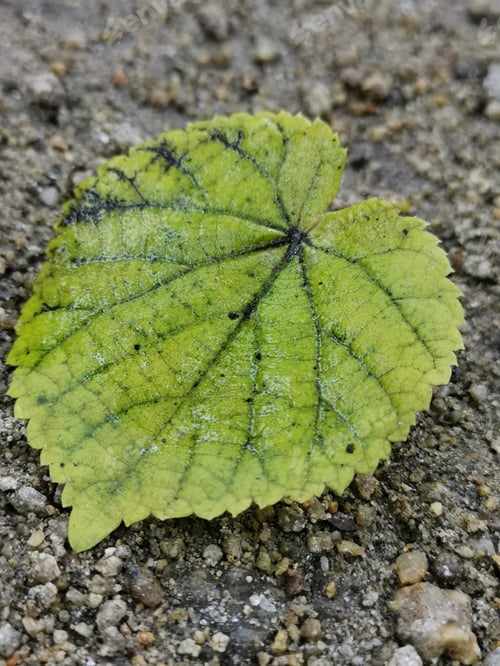Preview: A Vertical Shot A Green Leaf On The Ground