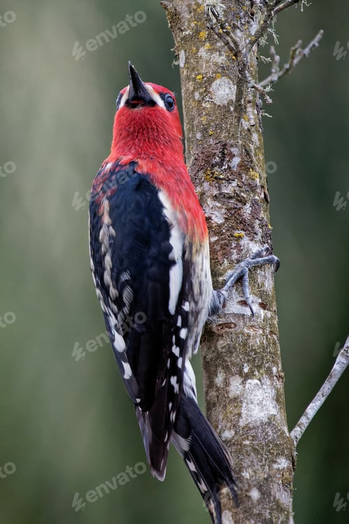 Preview: A Vertical Shot Of A Woodpecker Perched On A Tree