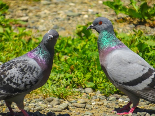 Preview: A Closeup Shot Of Two Gray Doves Standing Together In A Field Under Sunlight