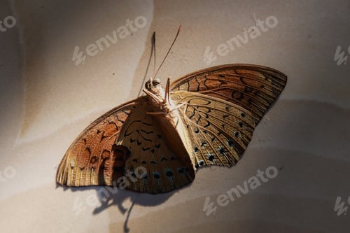 Preview: A Dried Pallas' Fritillary Butterfly Upside Down Isolated On A Beige Background