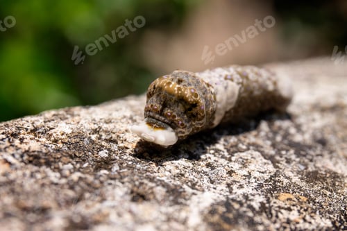 Preview: A Closeup Of A Caterpillar On A Stone