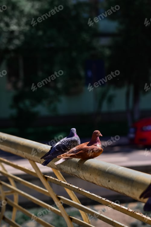 Preview: A Vertical Close Up Shot Of Pigeons Perched On A Railing