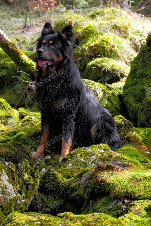 Preview: A Cute Shepherd Dog Is Resting On The Moss-Covered Rocks In The Forest