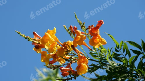 Preview: A Beautiful Closeup Of Yellow Flowers Growing In The Field On A Sunny Day