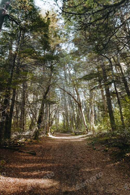 Preview: A Path Through The Green Woods