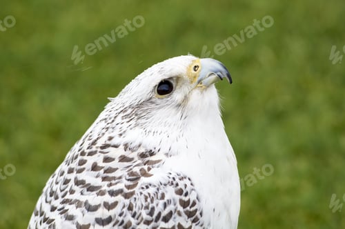 Preview: A Closeup Shot Of A White Hawk Standing In A Park On Blurred Background