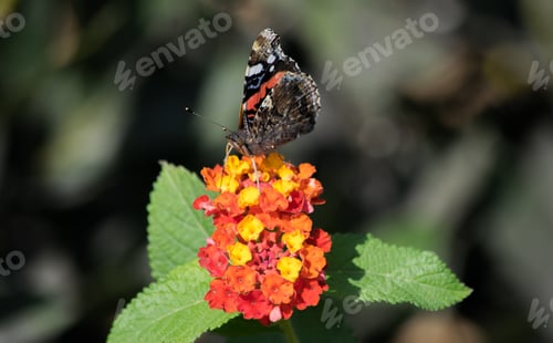 Preview: A Closeup Of A Red Admiral Butterfly On Lantana Flowers In A Field In Malta