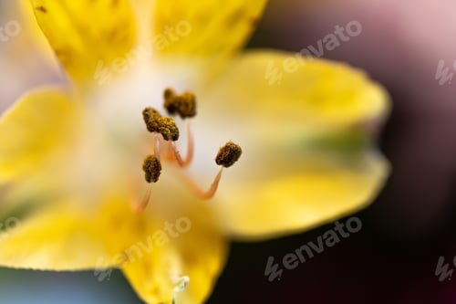 Preview: A Closeup Shot Of The Pollens On An Exotic Yellow Flower In The Garden
