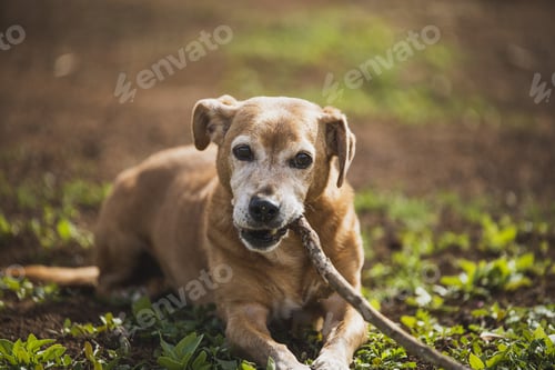 Preview: A Closeup Of A Brown Jack Russell Terrier Biting Stick On Green Grass