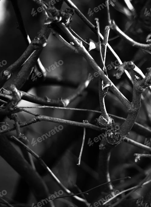 Preview: A Grayscale Shot Of Tree Branches