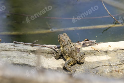 Preview: A Top View Of A Toad Frog Standing On The Stone Near The Muddy Water