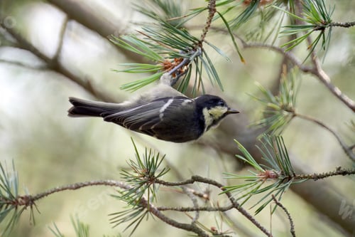 Preview: A Closeup Shot Of Great Tit Perched On A Tree Branch