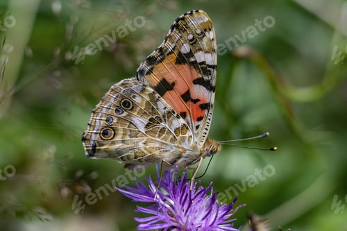 Preview: A Closeup Of A Painted Lady Butterfly On A Flower In A Field Under The Sunlight