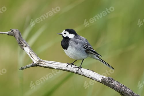 Preview: A Selective Focus Shot Of A White Wagtail Bird Perched On The Branch