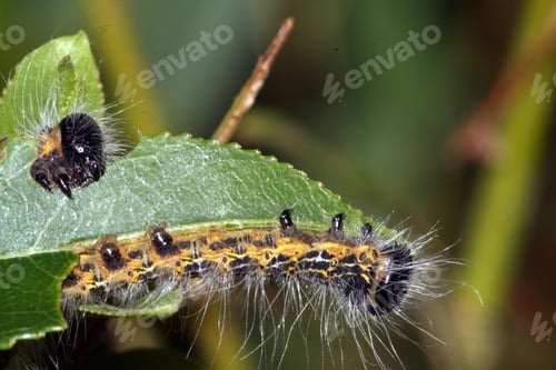 Preview: A Selective Focus Shot Of A Hairy Caterpillar On Green Leaf