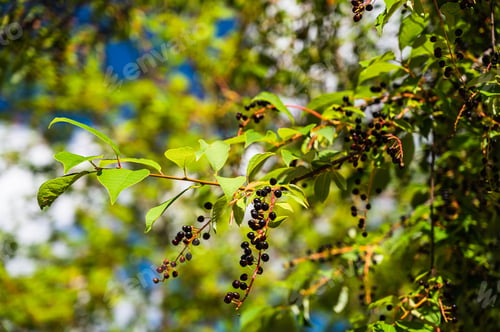 Preview: A Closeup Shot Of Bird Cherry (Prunus Padus) Tree With Ripe Berries In Sun Rays