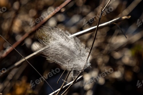 Preview: A White Feather Stuck On A Dry Leafless Twig