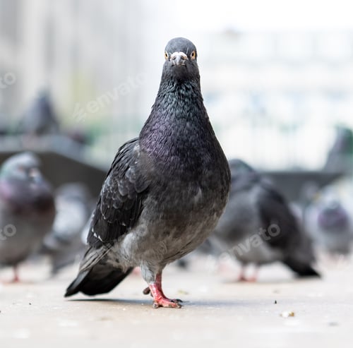 Preview: A Closeup Shot Of A Feral Pigeon In A City