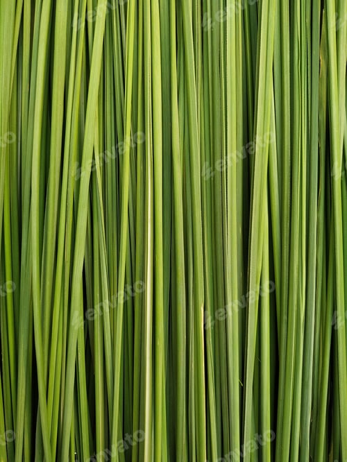 Preview: A Closeup Shot Of Ryegrass