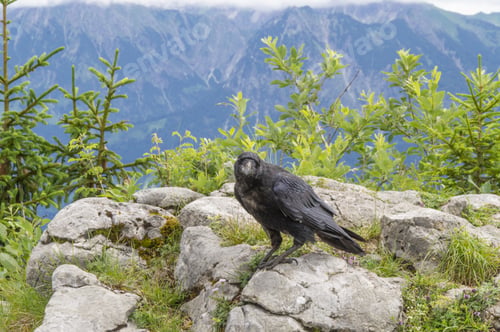 Preview: A Closeup Of A Raven Perched On Rocks Surrounded By Hills Covered In Greenery In The Daylight