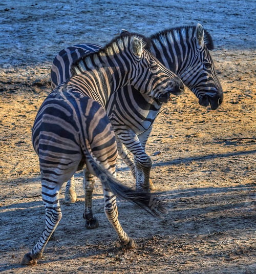 Preview: Two Zebras At The Shore