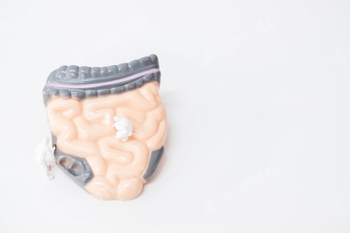 Preview: Miniature People: Doctor Are Researching About Intestine Problem , Science And Medical Concept