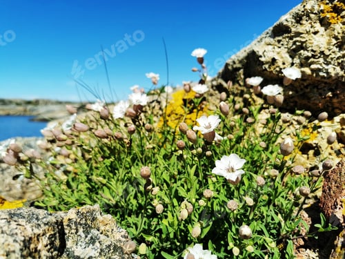Preview: A Scenic Shot Of A Sea Surrounded By Stone Mountains Full Of White Flowers In Verdens Ende, Norway