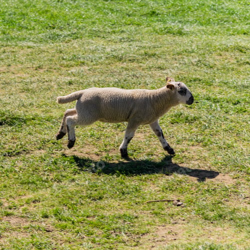 Preview: A Wooly Romanov Sheep Grazing In The Field