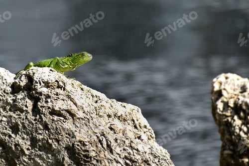 Preview: A Selective Focus Shot Of A Lizard On The Rock Near The Sea