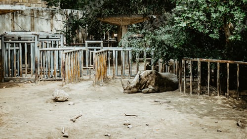 Preview: A Black Rhinoceros Resting In A Cage At The Zoo