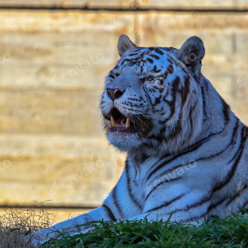 Preview: An Exotic White Tiger Roaring While Proudly Lying On A Grass-Covered Field