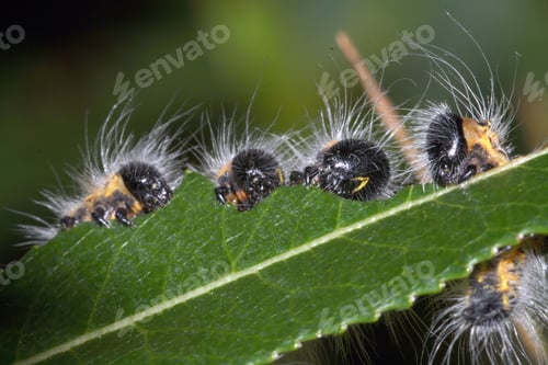 Preview: A Selective Focus Shot Of A Hairy Caterpillar On Green Leaf