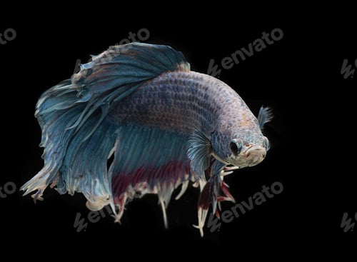 Preview: A Siamese Fighting Fish On A Black Background
