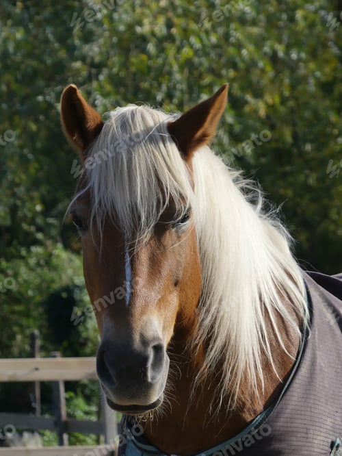 Preview: A Vertical Shot Of A Horse In A Pasture