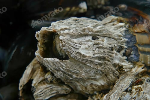 Preview: A Shot Of The Barnacles Living In The Marine Environment On The Coasts Of Oregon