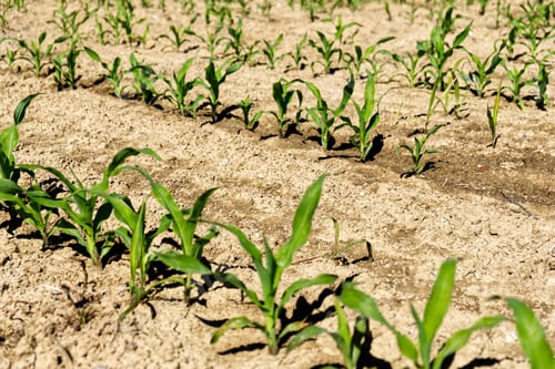 Preview: A Closeup Shot Of Crops Growing In An Agricultural Field