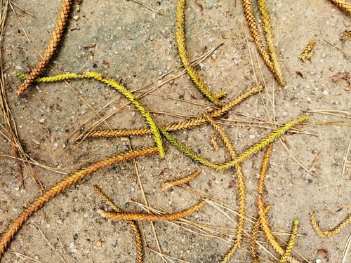 Preview: A Top View Of Vascular Plant Leaves On The Ground Taken In Malaga, Spai