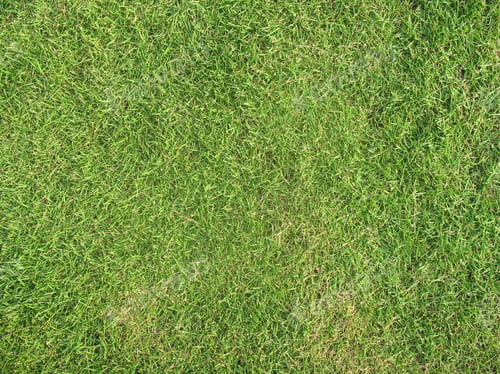 Preview: The Tiny Grassland Background