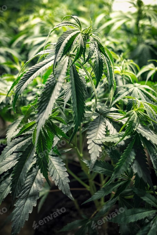 Preview: Leafy Green Cannabis Plant