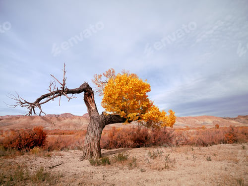 Preview: View Of Bare Tree Against Sky.