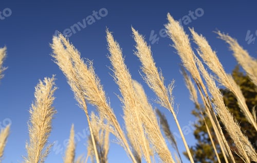 Preview: Cortaderia Selloana, Argentina, Shout America.