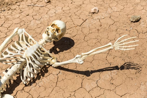 Preview: Skeleton Parched And Dead Of Thirst On Cracked Mud In The Desert