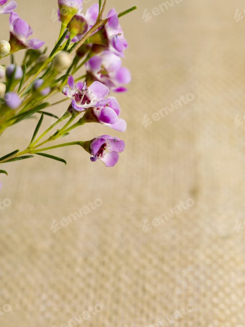 Delicate Purple Flowers on Burlap Background