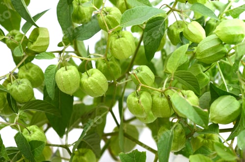 Preview: Green Tomato Tomatillos Planting Garden