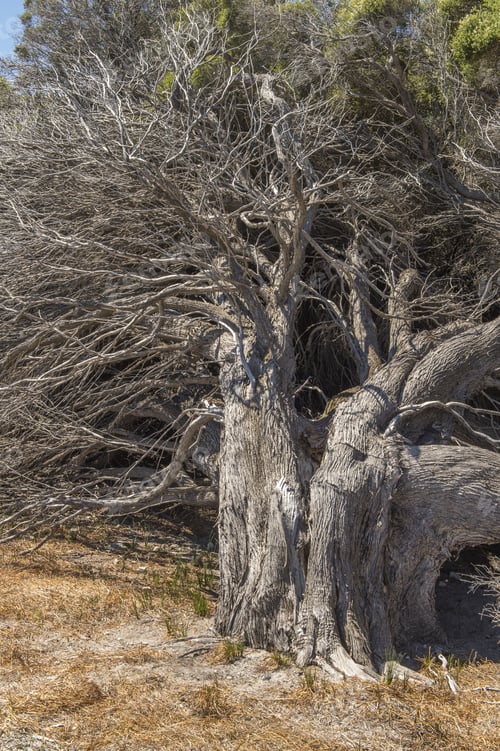 Preview: Dried Bush In The Australian Outback